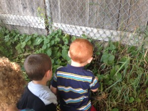 Looking for caterpillars 