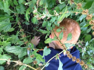 Digging for more caterpillars! 