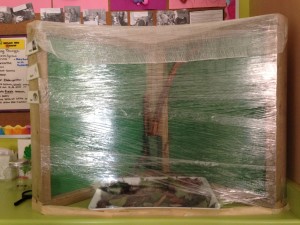 We had so many caterpillars and wanted to give them more space. We also learned they needed to hang from something to be able to make a cocoon, so we decided to make a bigger shelter for them. We are excited to see what happens!